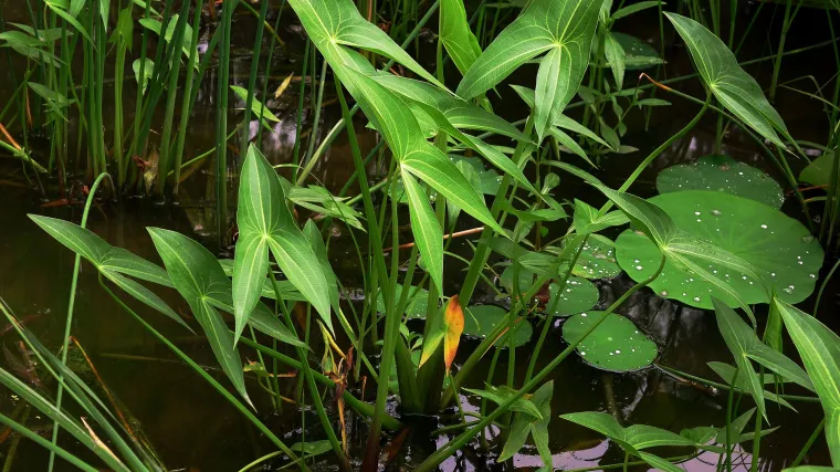 Strelica biljka koja služi kao sklonište za ribe