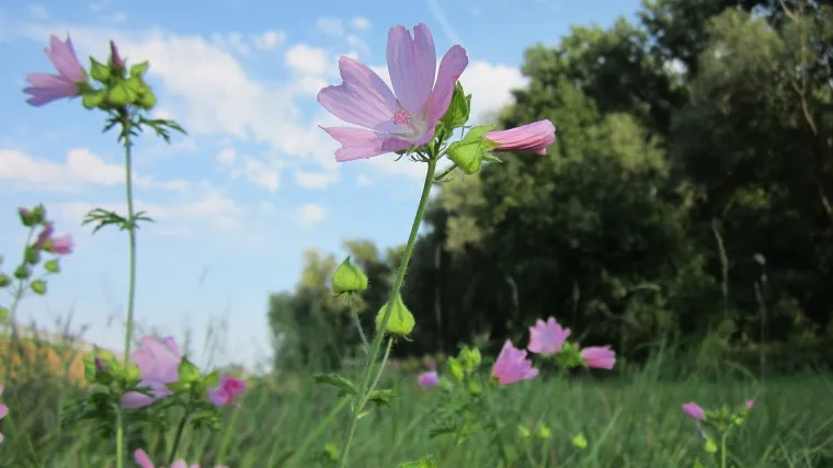 Znate li kakav je mo&scaron;usni sljez i za &scaron;to se mo&scaron;usni sljez koristi?