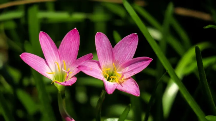 Znate li kakav je kišni ljiljan?