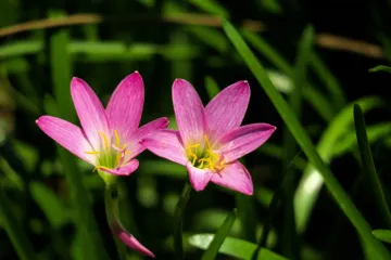 Znate li kakav je kišni ljiljan?