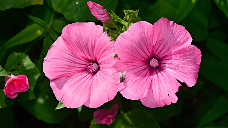 Znate li kakva je biljka drvolika stola?