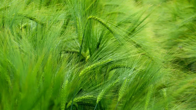Divlji ječam kao velika opasnost za kuće ljubimce