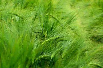 Divlji ječam kao velika opasnost za kuće ljubimce