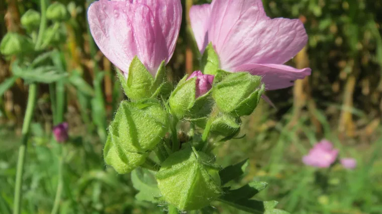 Bezmirisni sljez jestiva i ljekovita biljka