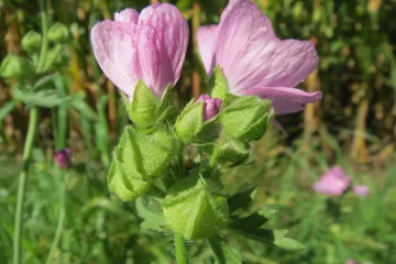 Bezmirisni sljez jestiva i ljekovita biljka