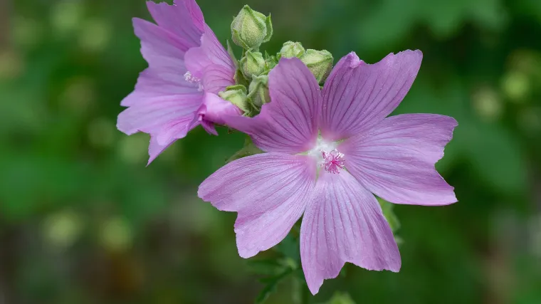 Kakav je divlji sljez i za što se divlji sljez može koristiti