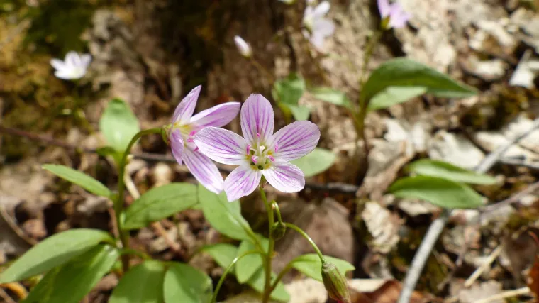 Kakva je biljka korovni sljez?