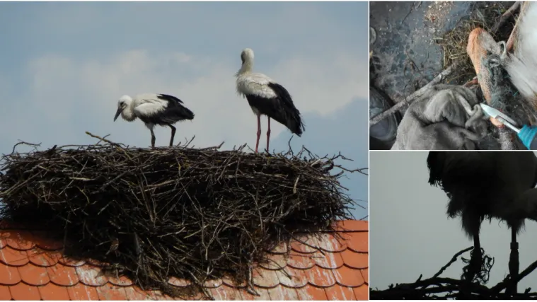 FOTO Mlada roda nije mogla hodati ni letjeti, ali brižni ljudi su je spasili: 'Hvala svima!'