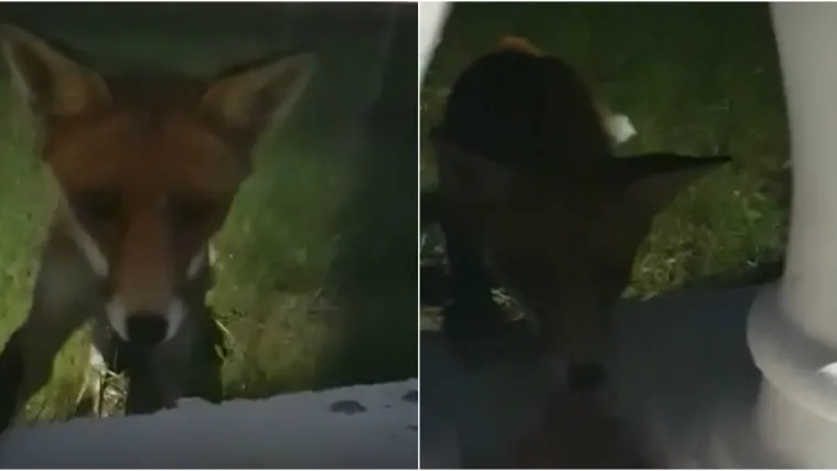 VIDEO Mala lisica postala atrakcija u Omi&scaron;lju! Svake se večeri dolazi počastiti - hrenovkom!