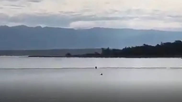 VIDEO: Peraja u moru kod Vira: 'Morski pas' upla&scaron;io kupače, satima je plivao u krug nadomak plaže