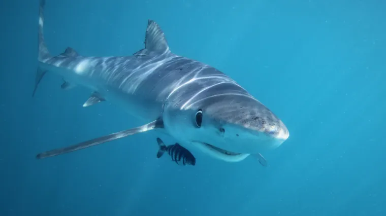 Morski psi u Jadranskom moru: Zbog ovog razloga trebali bismo biti sretni da nam dolaze