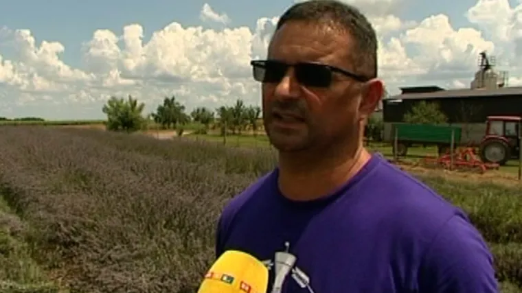 Zlatna slavonska polja postala ljubičasta! 'Deset puta je unosnije nego saditi kukuruz ili p&scaron;enicu'