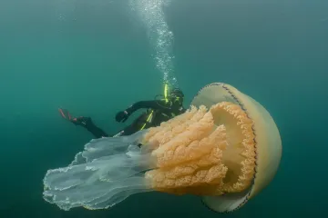 U Atlantiku tijekom divne avanture snimljena divovska meduza