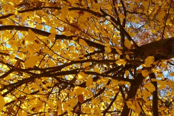 Koji su sve dijelovi stabla?