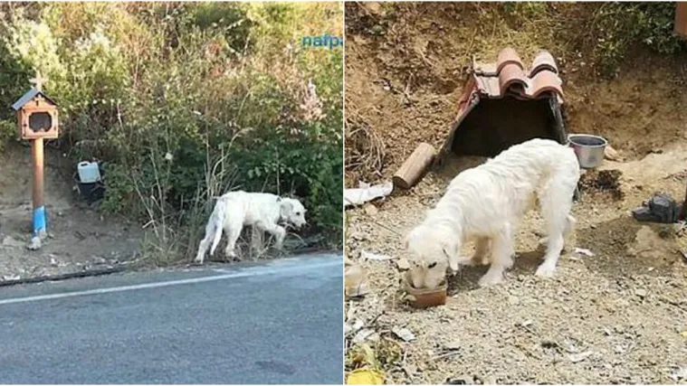 Pogledajte ovaj srcedrapajući prizor! Pas na istom mjestu čeka da mu se vrati poginuli vlasnik