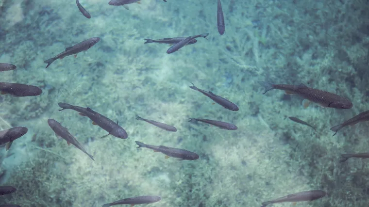 Životinje u moru: posebne vrste morskih životinja