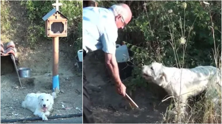 Vjeran pas već dvije godine odbija napustiti mjesto na kojem je poginuo njegov vlasnik