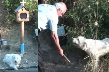 Vjeran pas već dvije godine odbija napustiti mjesto na kojem je poginuo njegov vlasnik
