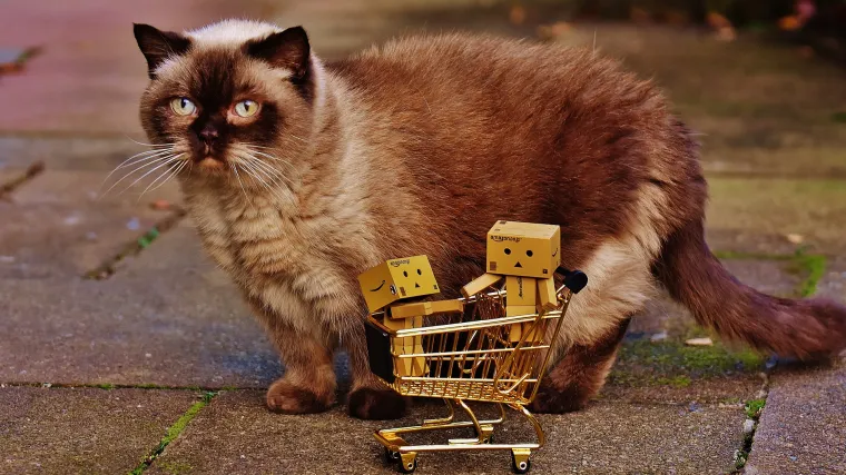 Pustinjska mačka - kakva je životinja pustinjska mačka?