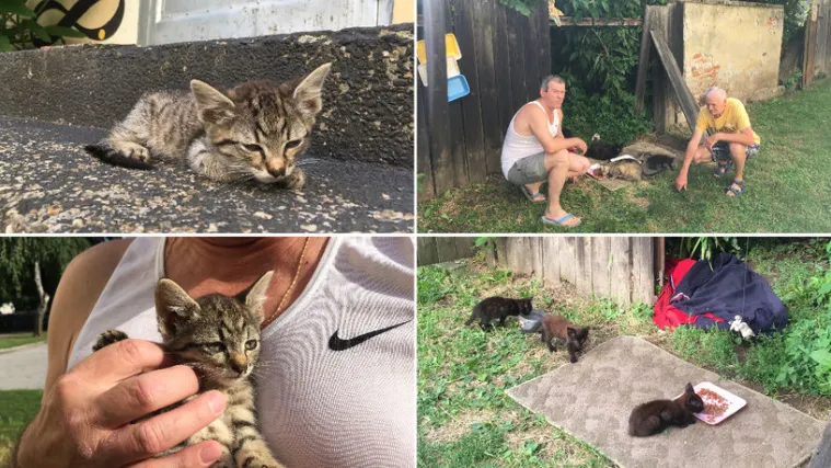 Varaždin nema skloni&scaron;te pa Dragec i Vladimir sami brinu o 13 mačaka: 'Trebamo pomoć'