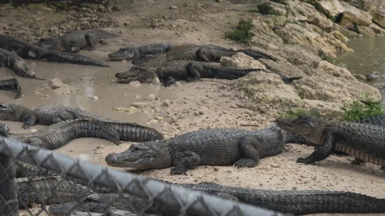 'Molimo vas ne bacajte drogu u zahodske &scaron;koljke, ne želimo drogirane aligatore'