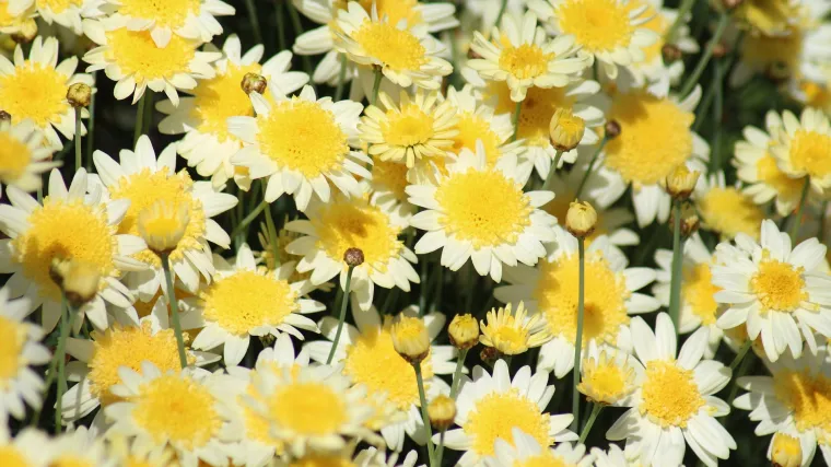 Cvijet Osteospermum: saznajte sve o ovom lijepom cvijetu