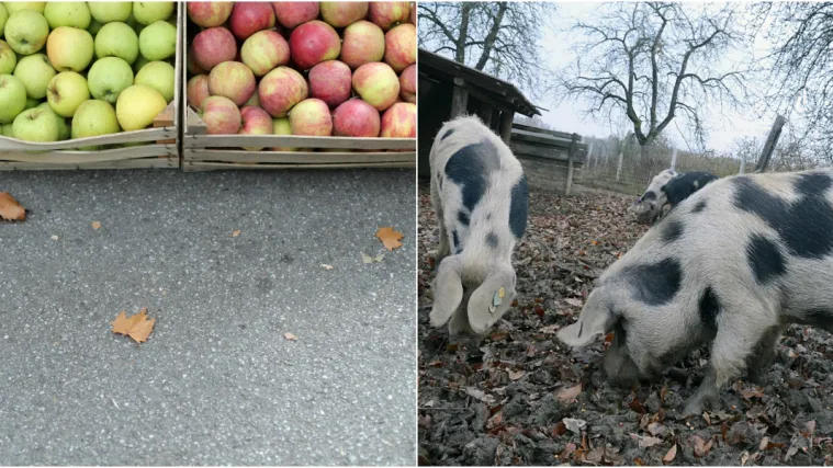 Volimo domaće, jedemo uvozno: Jabukama na&scaron;ih proizvođača hrane se životinje!