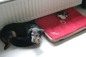 Bezobrazne mačke koje su naučile pse tko je jedini gazda u kući