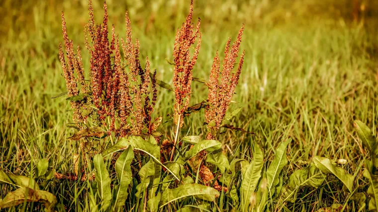 Vrtna kiselica spada u najljekovitije biljke svijeta
