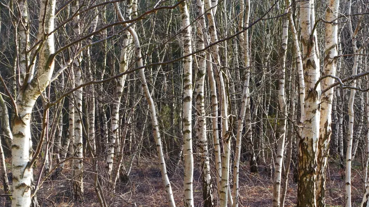 Znate li kakvo stablo ima obična breza?