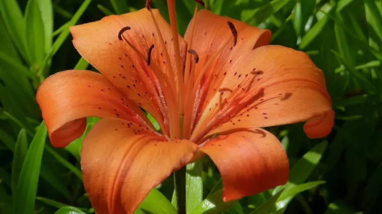 Zvjezdasti ljiljan kao najljepša prirodna trajnica