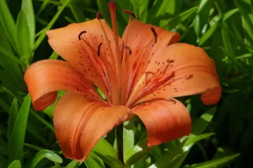 Zvjezdasti ljiljan kao najljepša prirodna trajnica