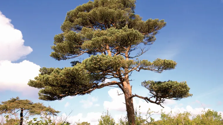 Običan bor - Po čemu je poznat običan bor?