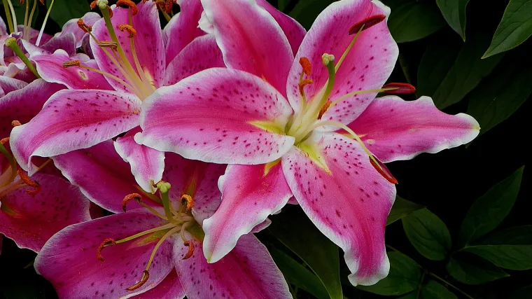 Koliko poznajete Stargazer ljiljan?