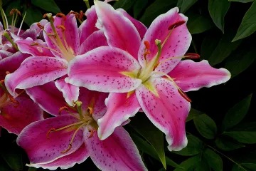 Koliko poznajete Stargazer ljiljan?