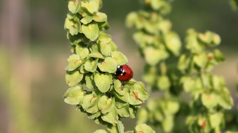 Koliko poznajete biljku zvanu konjska kiselica?