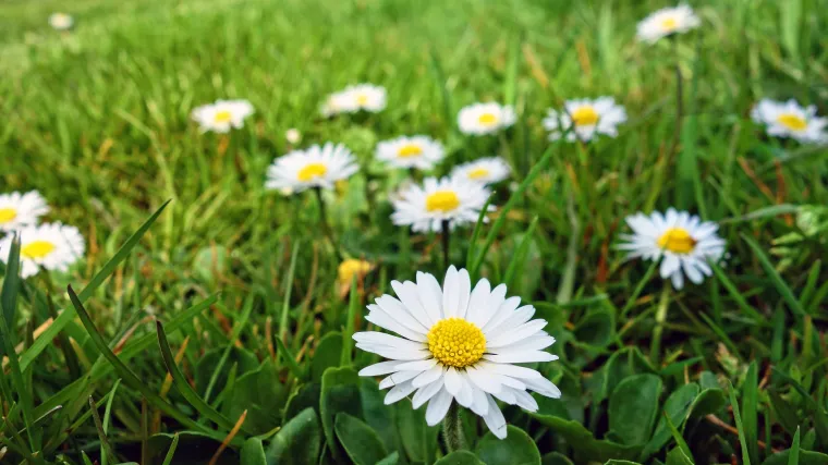 Znate li gdje se nalazi stanište tratinčice?