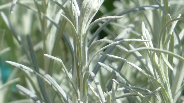 Znate li gdje je stani&scaron;te biljke smilje?