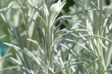 Znate li gdje je stanište biljke smilje?