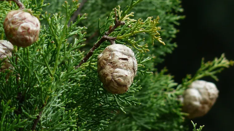 Gdje možemo naći stanište čempresa