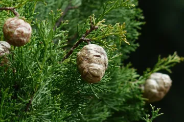 Gdje možemo naći stanište čempresa