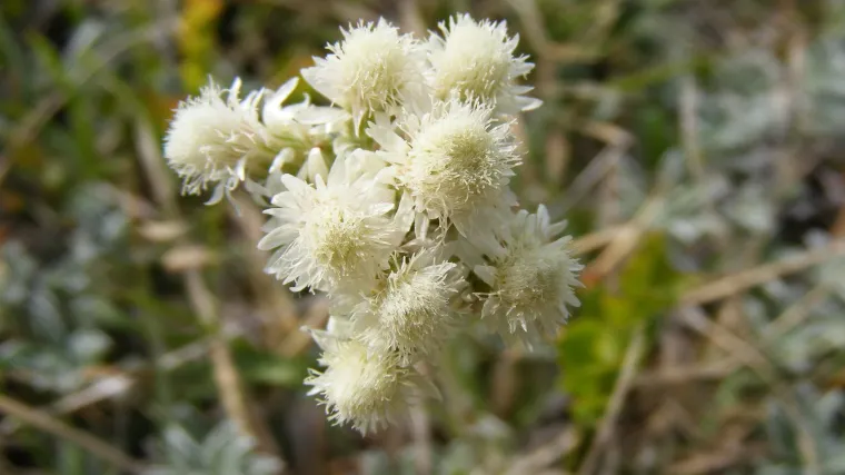 Što znate o biljci zvanoj pješčarsko smilje?