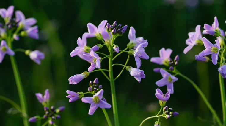 Znate li koje su livadne biljke ljubičastog cvijeta?