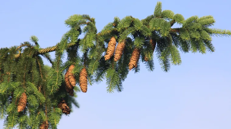 Znate li kakvo je stablo visoka smreka?