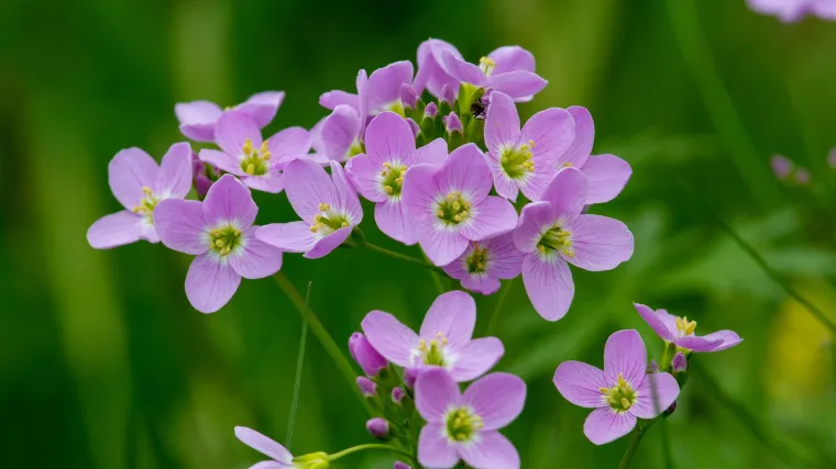 Koliko poznajete biljku zvanu livadna režuha?