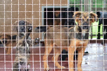 Tužni prizori u skloništima: 'Ovoliki broj odbačenih štenaca zastrašuje sve koji vole životinje'