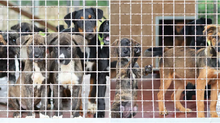 FOTO Srcedrapajući prizori: 'Ovoliki broj odbačenih &scaron;tenaca zastra&scaron;uje sve koji vole životinje'