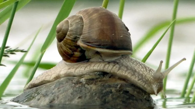 Kako otjerati puževe iz vrta prirodnim putem