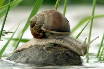 Kako otjerati puževe iz vrta prirodnim putem