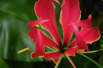 Plameni ljiljan: jedina penjačica u redu ljiljana